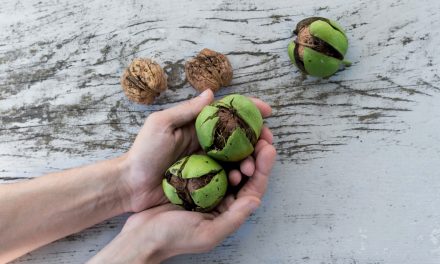 Eat nuts to stave off sneaking weight gain