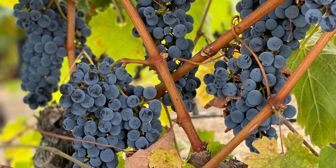 Compound in grapes reverses brain ageing